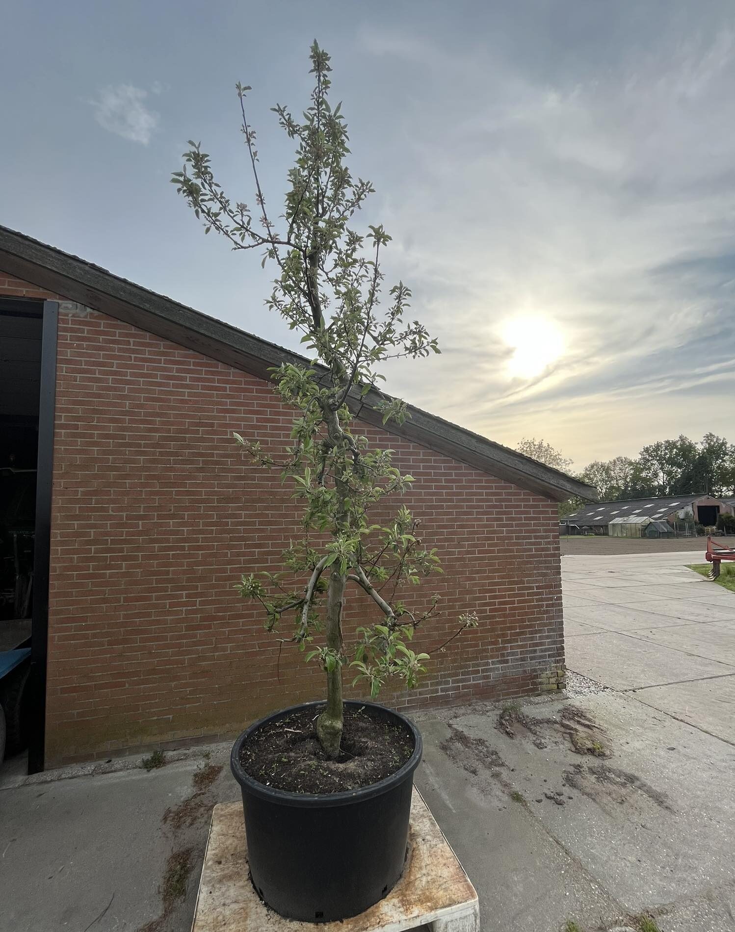 Elstar appelboom 40 jaar oud Elstar appelbomen