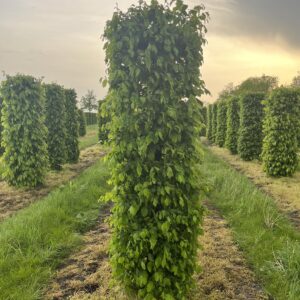 Carpinus betulus ook wel bekend als Haagbeuk.