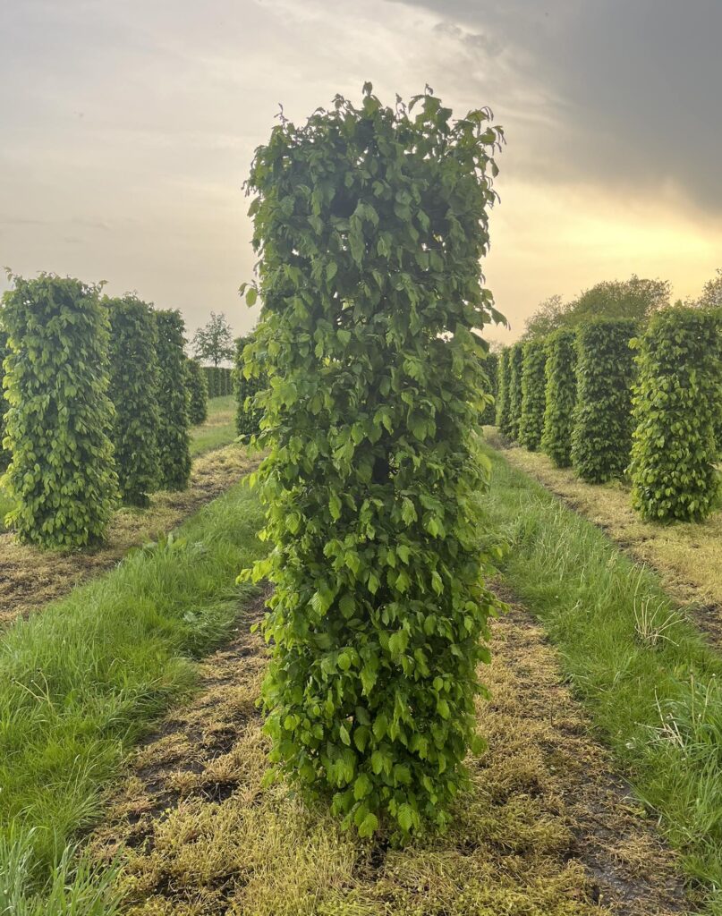 Carpinus betulus ook wel bekend als Haagbeuk.